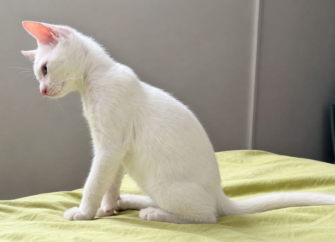 JORDY - Chat Européen à adopter