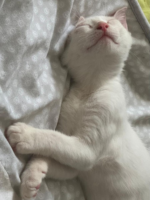 JORDY - Chat Européen à adopter - photo 3