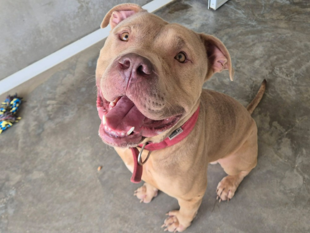 Banzai - Chien à adopter