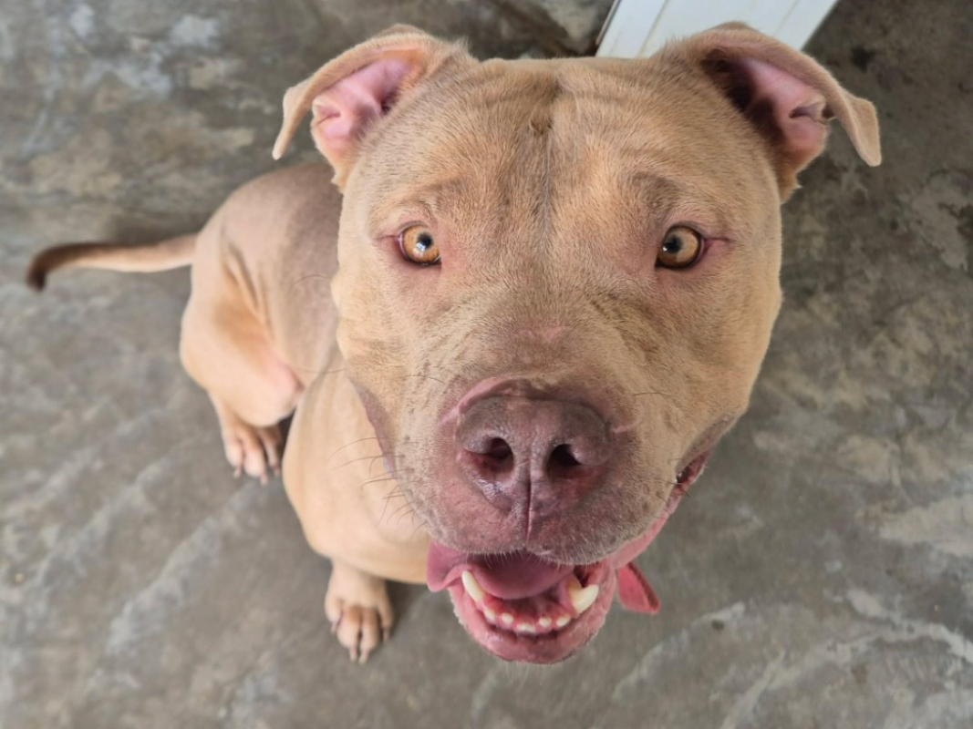 Banzai - Chien à adopter - photo 2