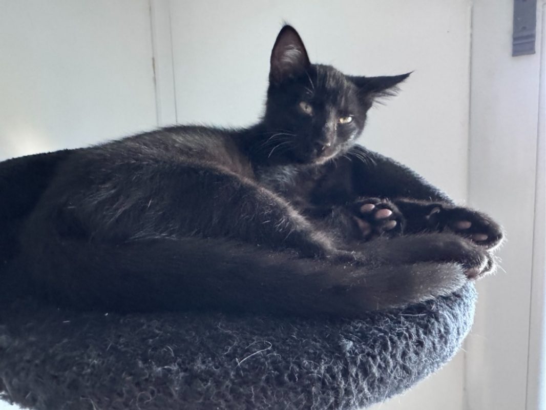 Zorro - Chat Européen à adopter