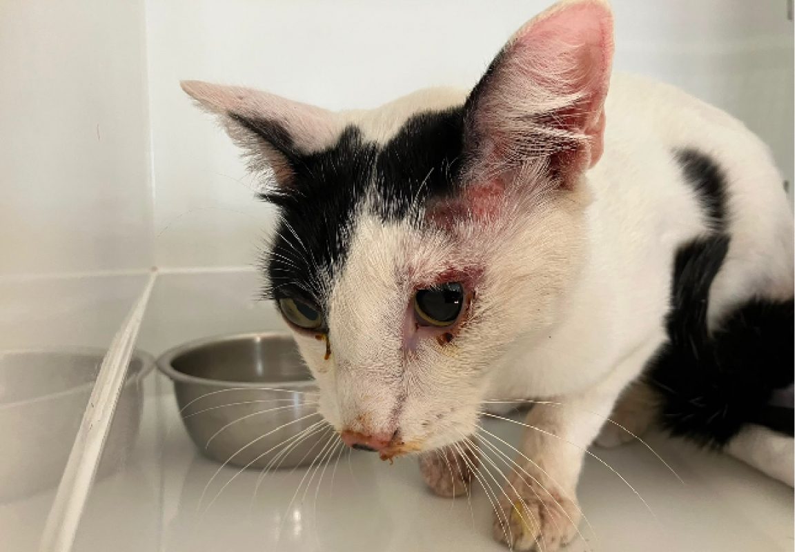 Survivor - Chat Européen à adopter