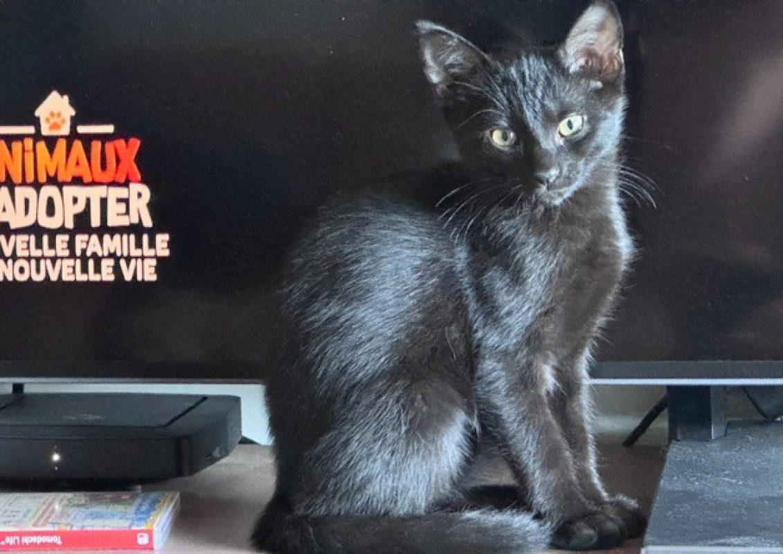 Patou - Chat Européen à adopter