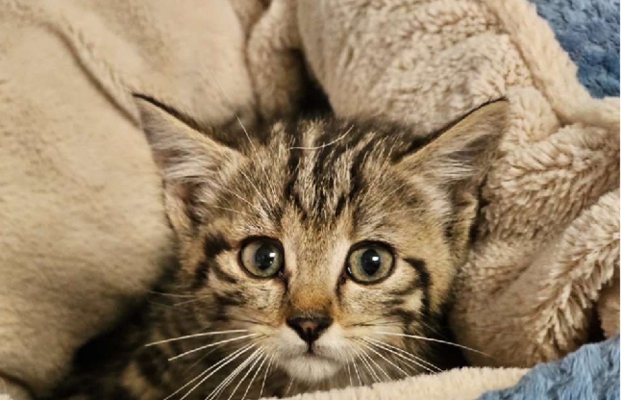 Ti' biscuit - Chat Européen à adopter