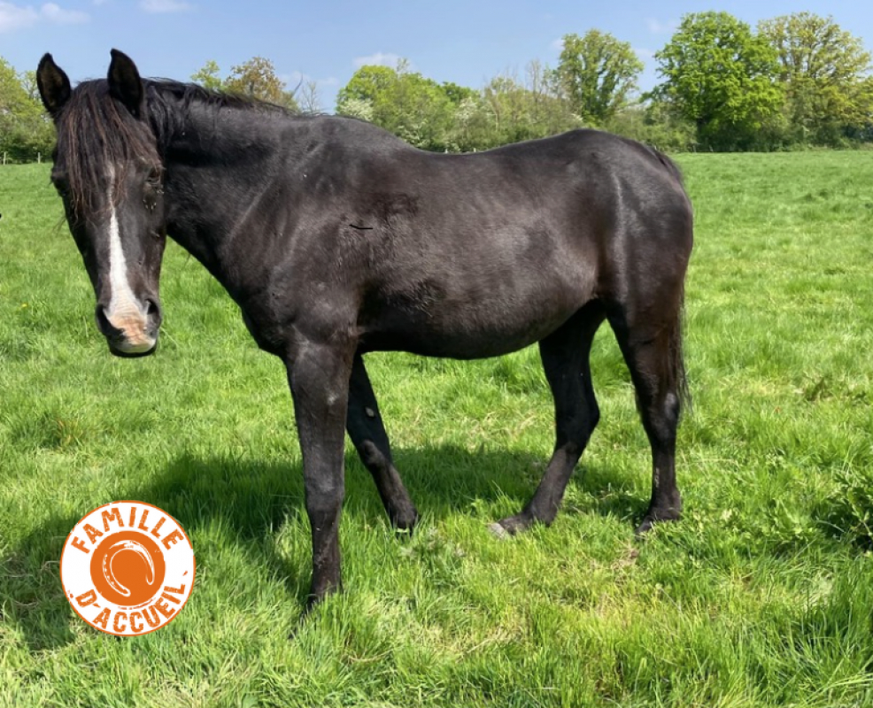Lady - Equidé Cheval à adopter