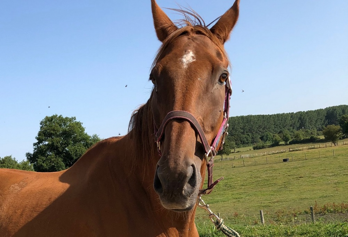 Kadjy - Equidé Cheval à adopter
