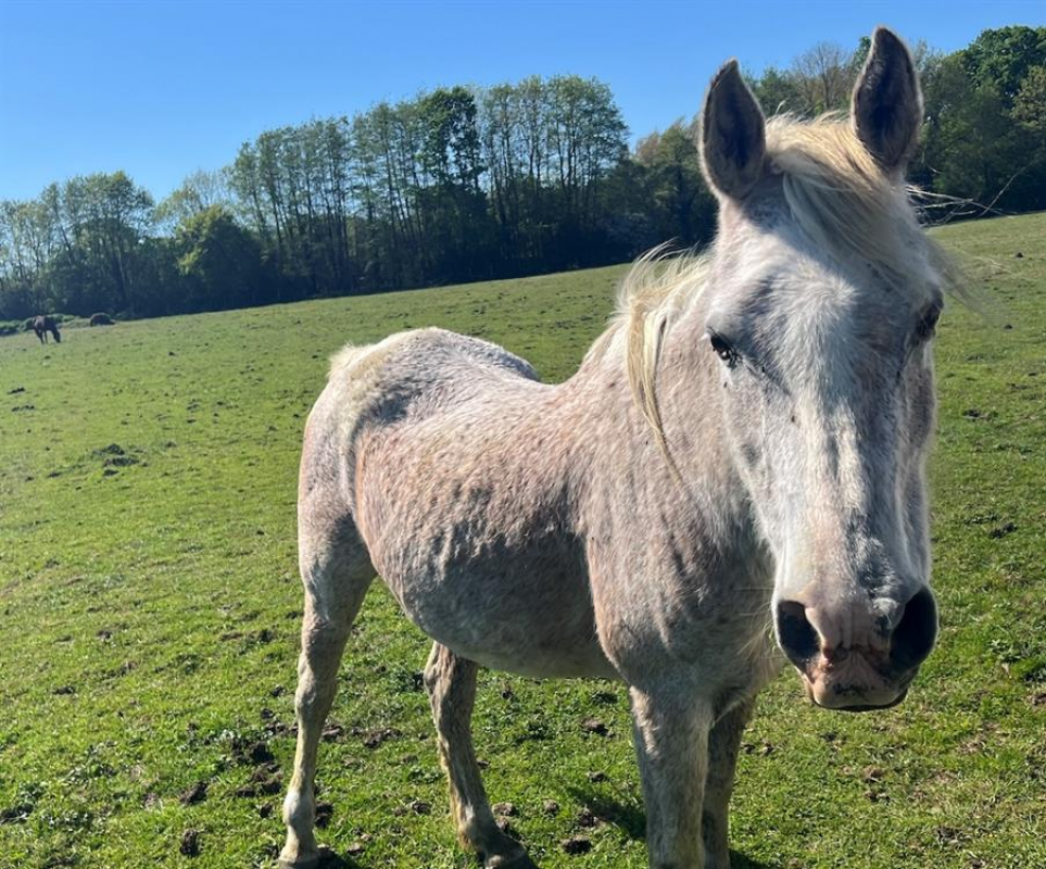 Hiyam - Equidé Cheval à adopter