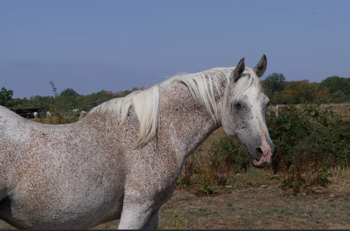Hiyam - Equidé Cheval à adopter