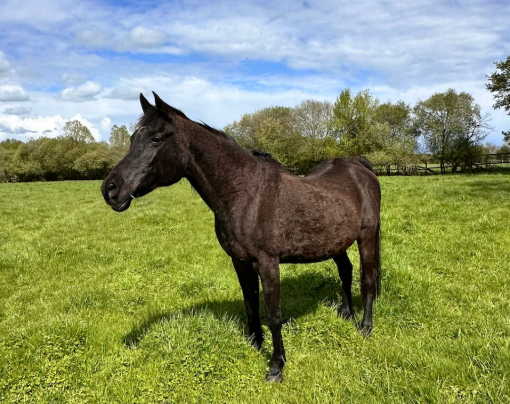 Habba - Equidé Cheval à adopter