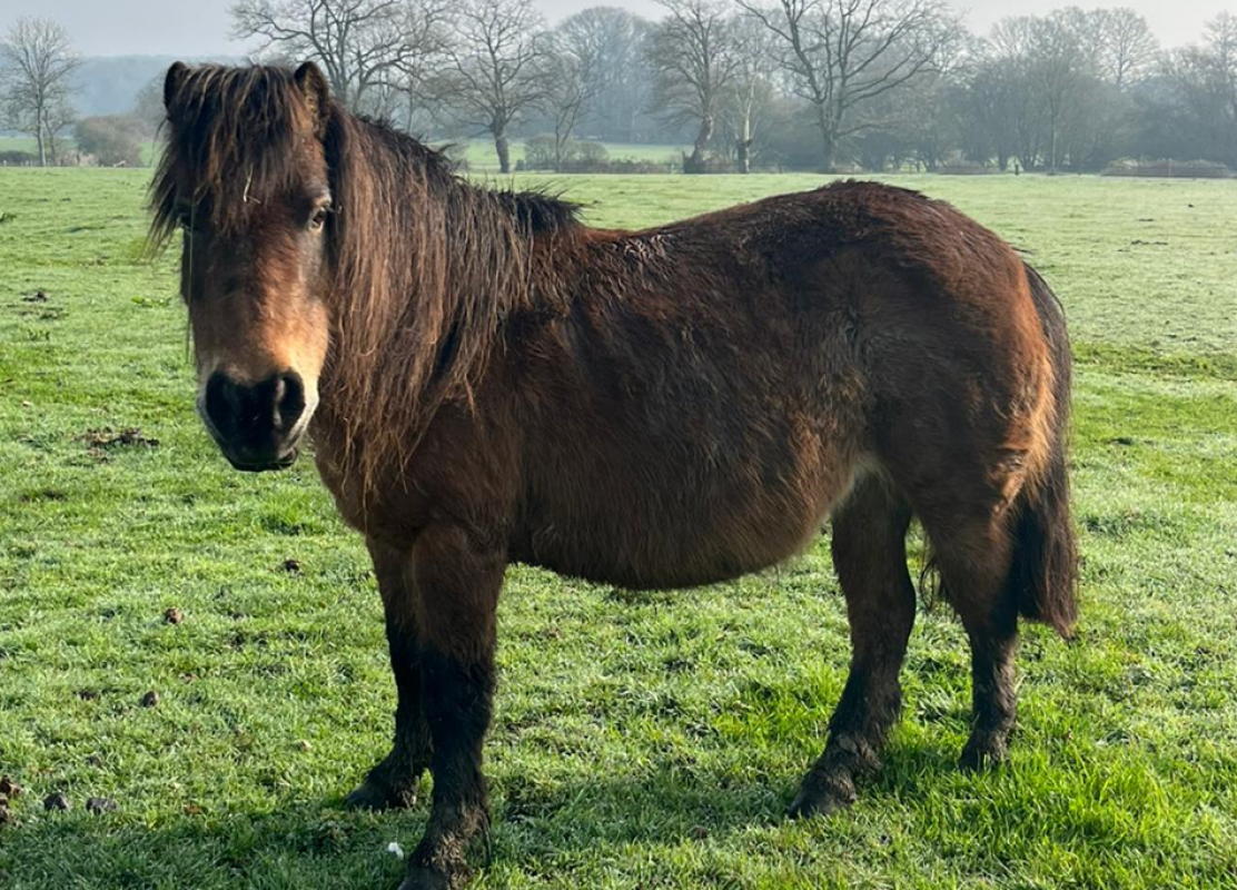 Claudia - Equidé Poney à adopter
