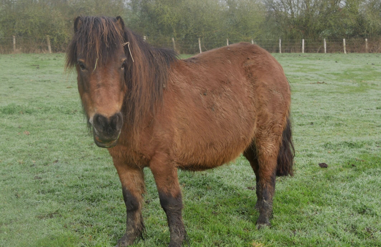 Claudia - Equidé Poney à adopter - photo 2