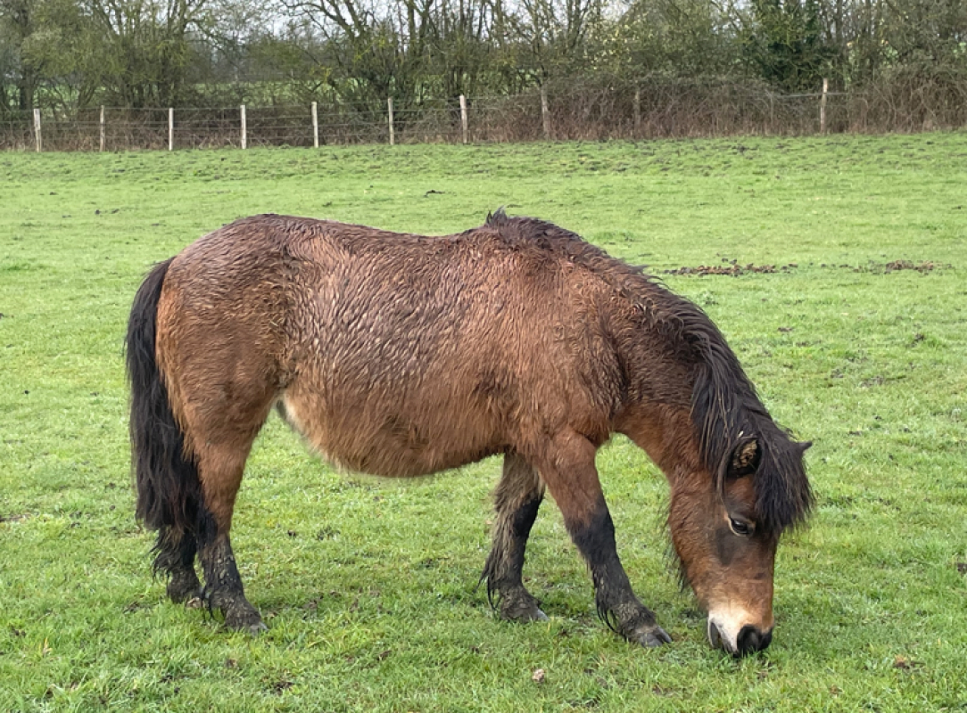 Claudia - Equidé Poney à adopter - photo 3