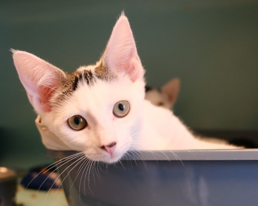 Lionette - Chat Européen à adopter