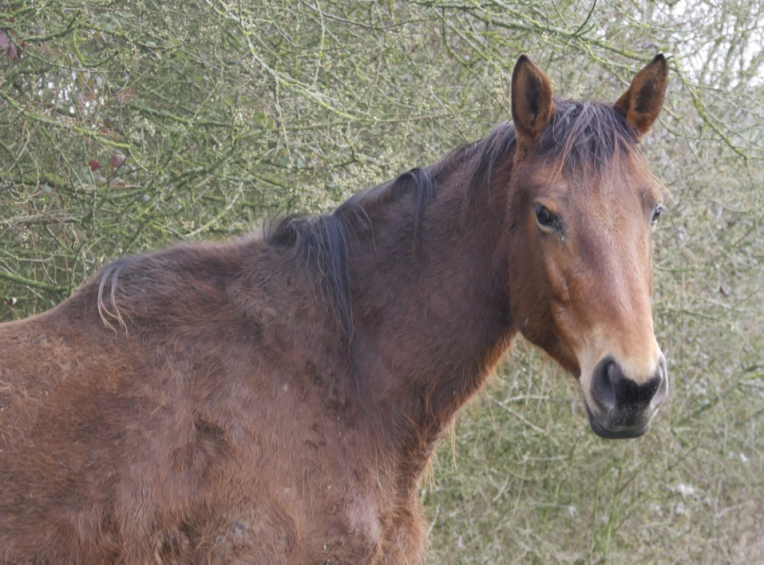 Wazabi de belnoe - Equidé Cheval à adopter