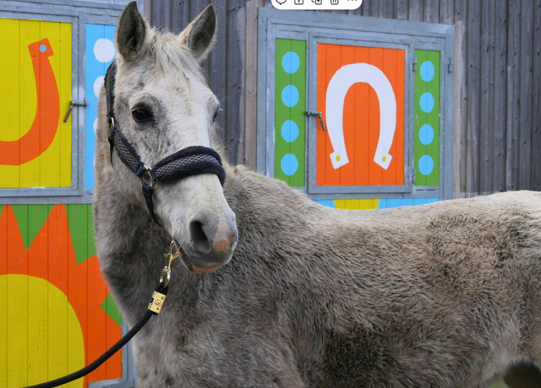 Vodka - Equidé Poney à adopter