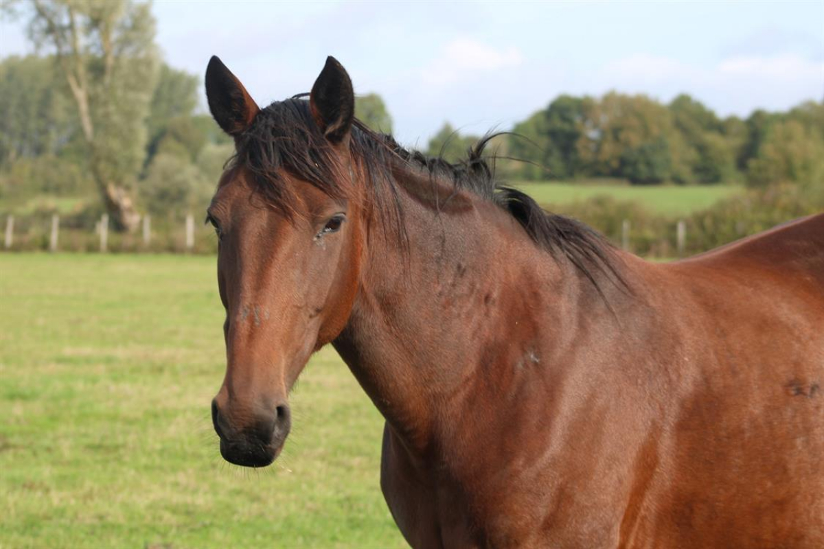 Victoire de quibou - Equidé Cheval à adopter