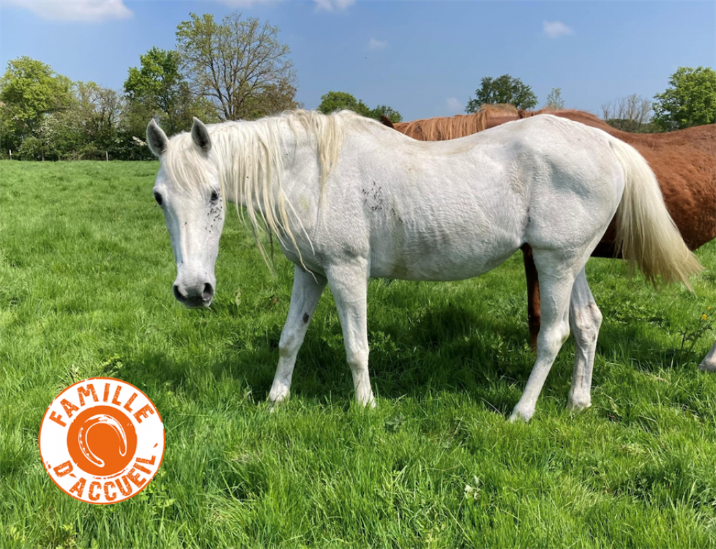 Valse de belnoe - Equidé Cheval à adopter