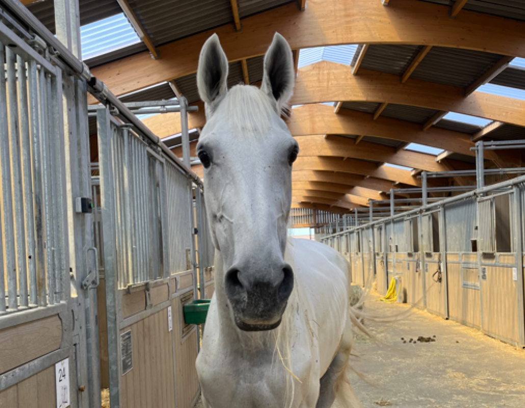 Vallhaha - Equidé Cheval à adopter