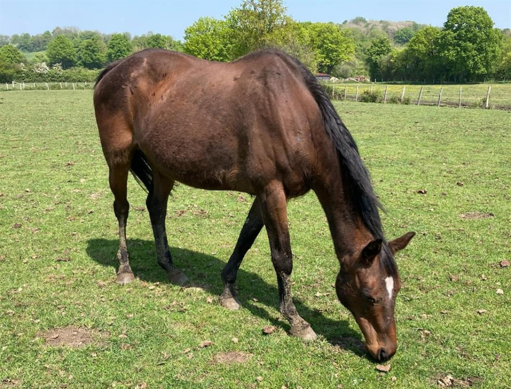 Tornade de mun - Equidé Cheval à adopter
