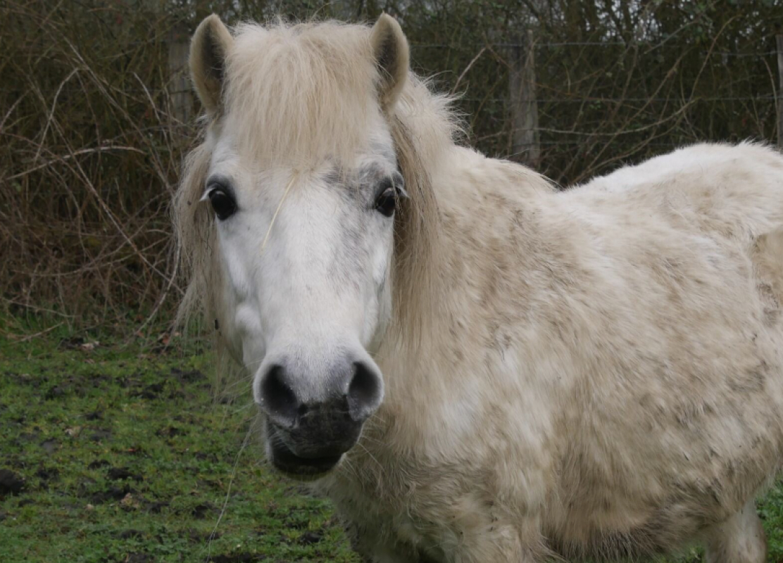 Tootsy - Equidé Poney à adopter