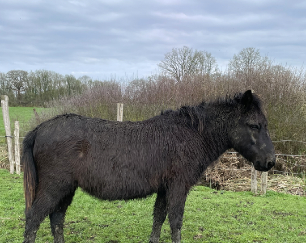 Terrible - Equidé Mule / Mulet à adopter