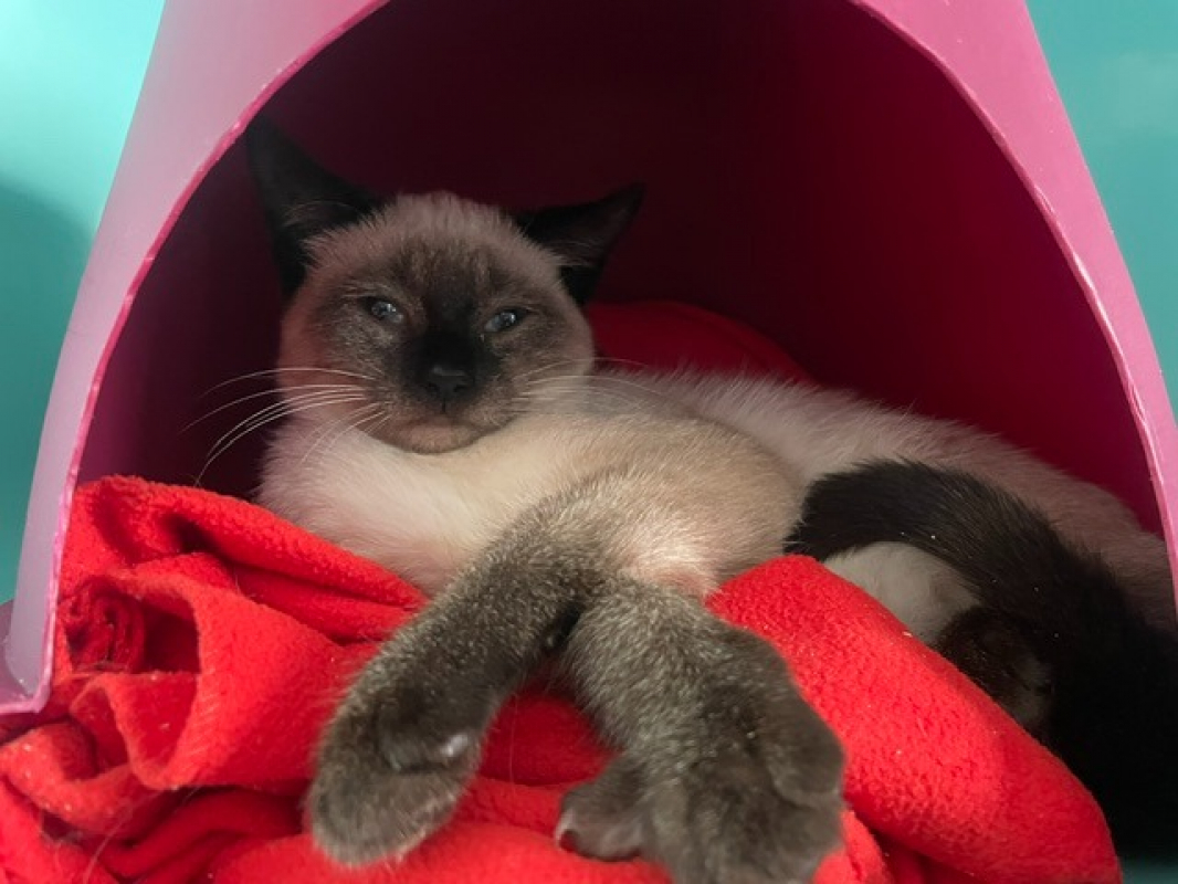 Babouche - Chat à adopter