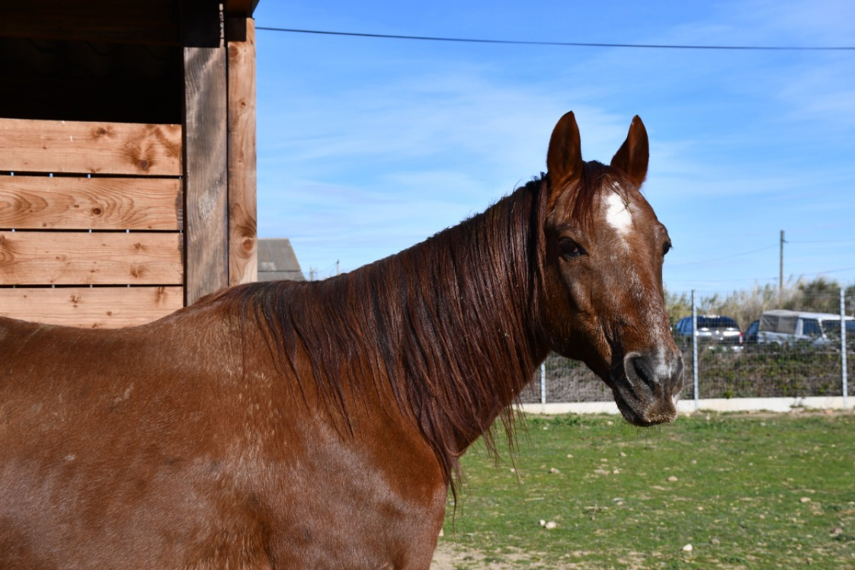 Tangy - Equidé Cheval à adopter