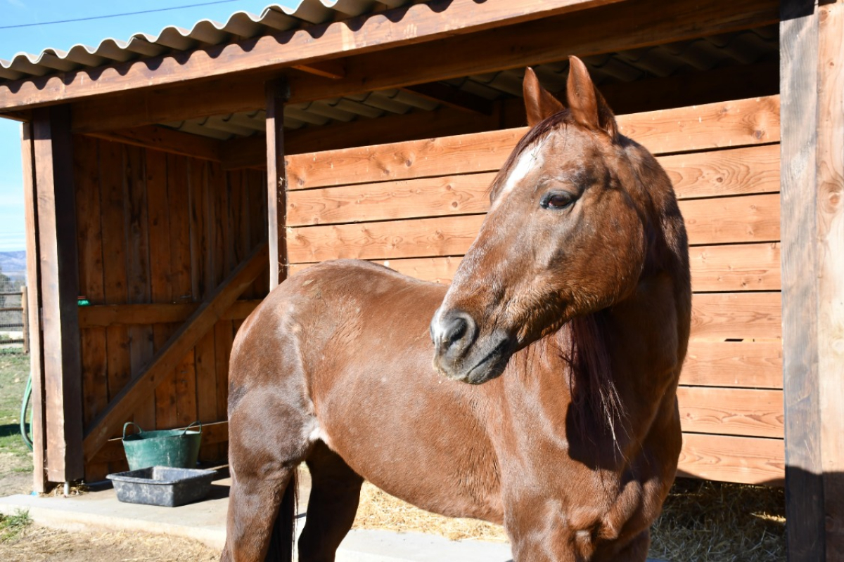 Tangy - Equidé Cheval à adopter - photo 2