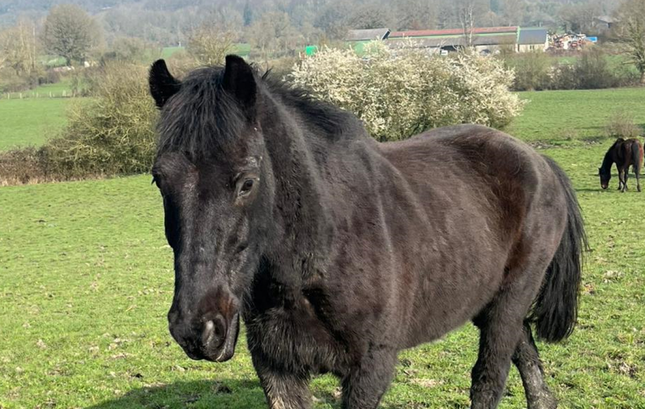 Shadek - Equidé Cheval à adopter