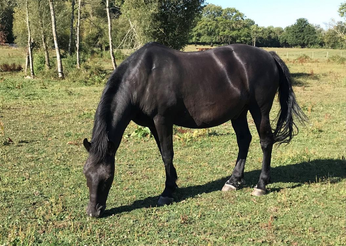 Shadek - Equidé Cheval à adopter - photo 2
