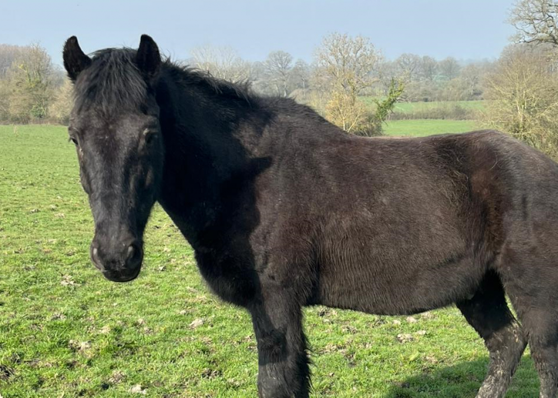 Shadek - Equidé Cheval à adopter - photo 3