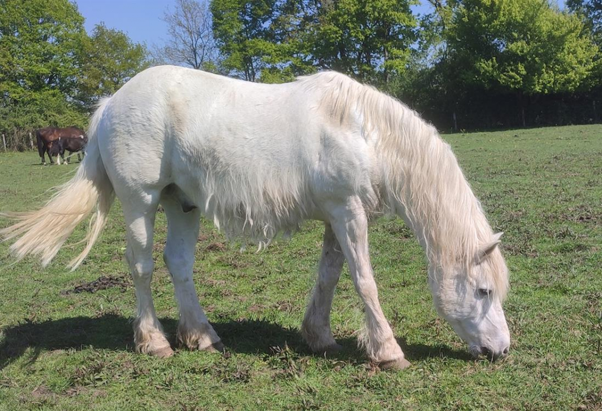Samy - Equidé Poney à adopter