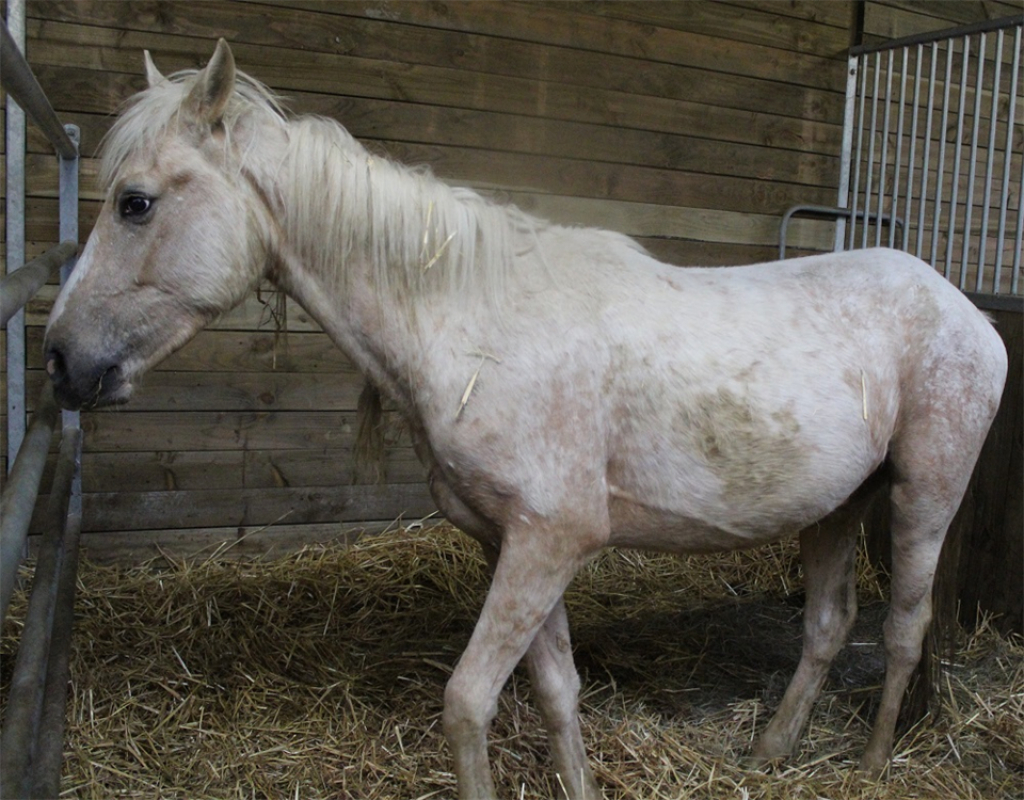 Ruby - Equidé Poney à adopter