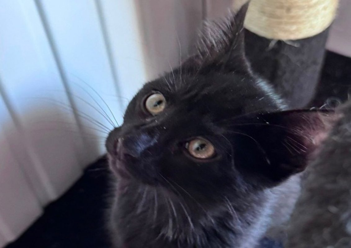 Dali - Chat Européen à adopter