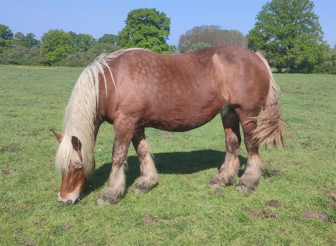 Quontesse - Equidé Cheval à adopter
