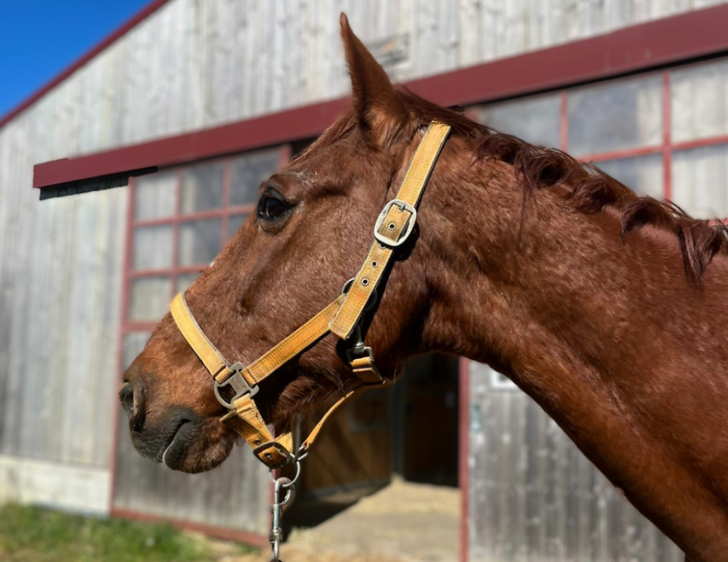 Qredo d'avran - Equidé Cheval à adopter