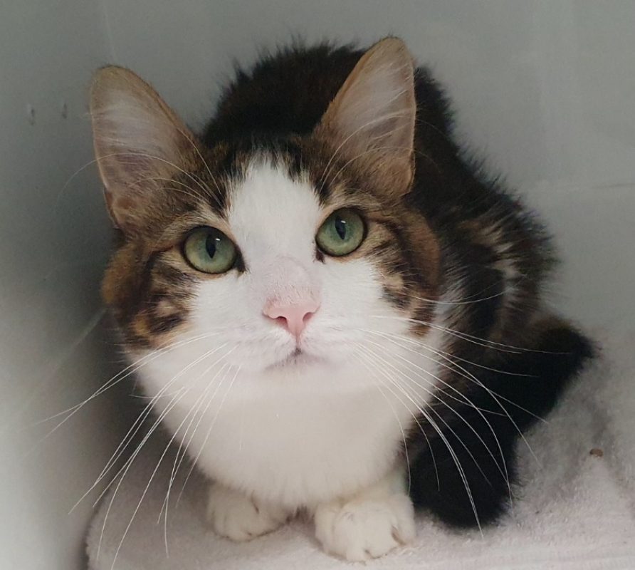 Plumeau - Chat Européen à adopter