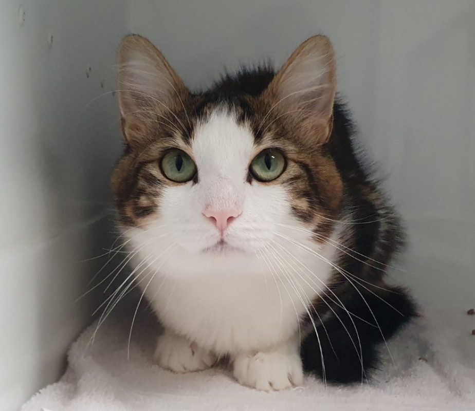 Plumeau - Chat Européen à adopter - photo 2