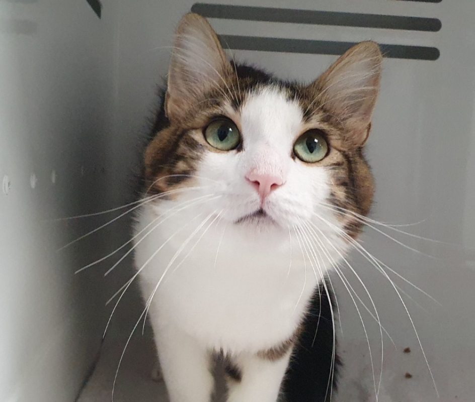 Plumeau - Chat Européen à adopter - photo 3