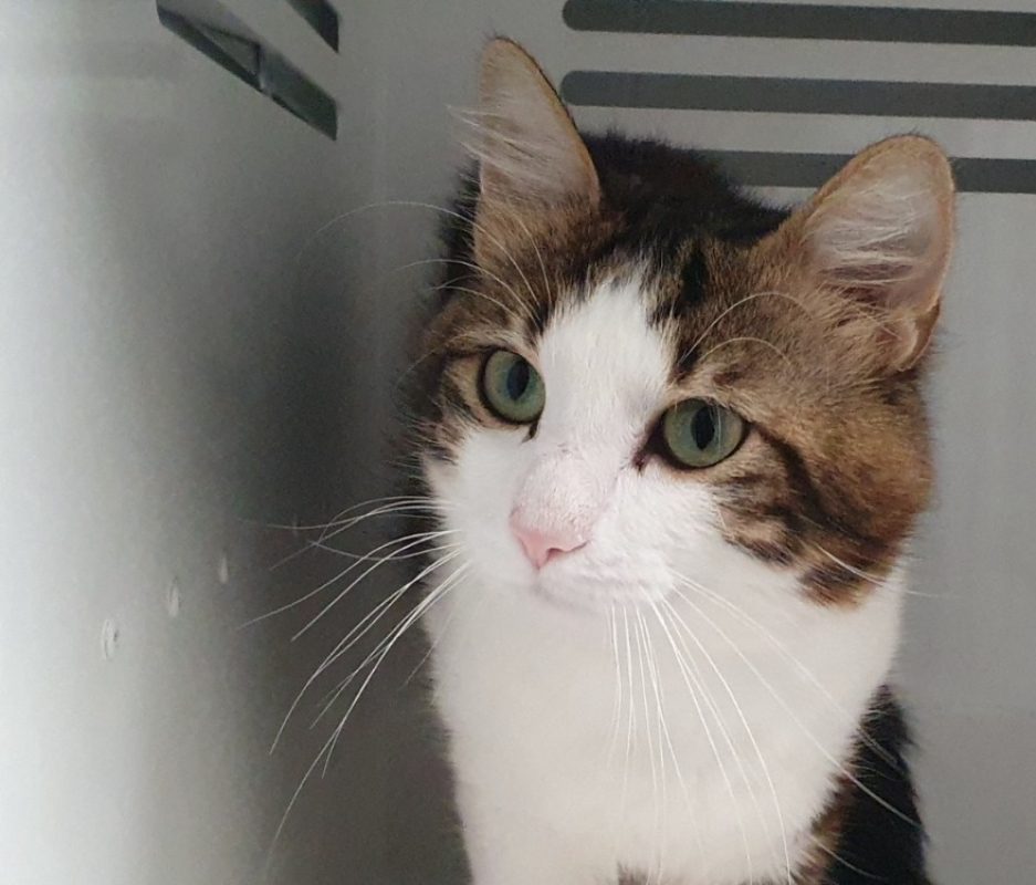 Plumeau - Chat Européen à adopter - photo 4