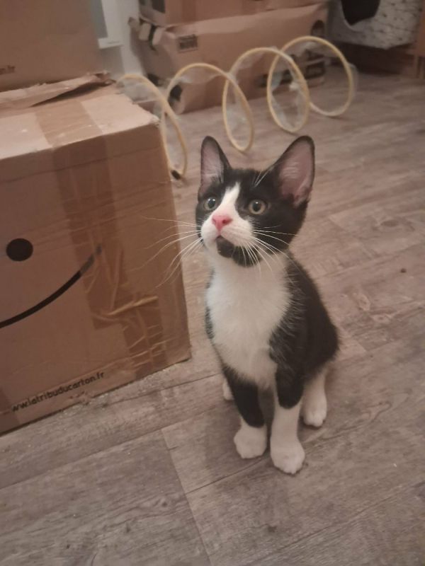 BASILE - Chat Européen à adopter