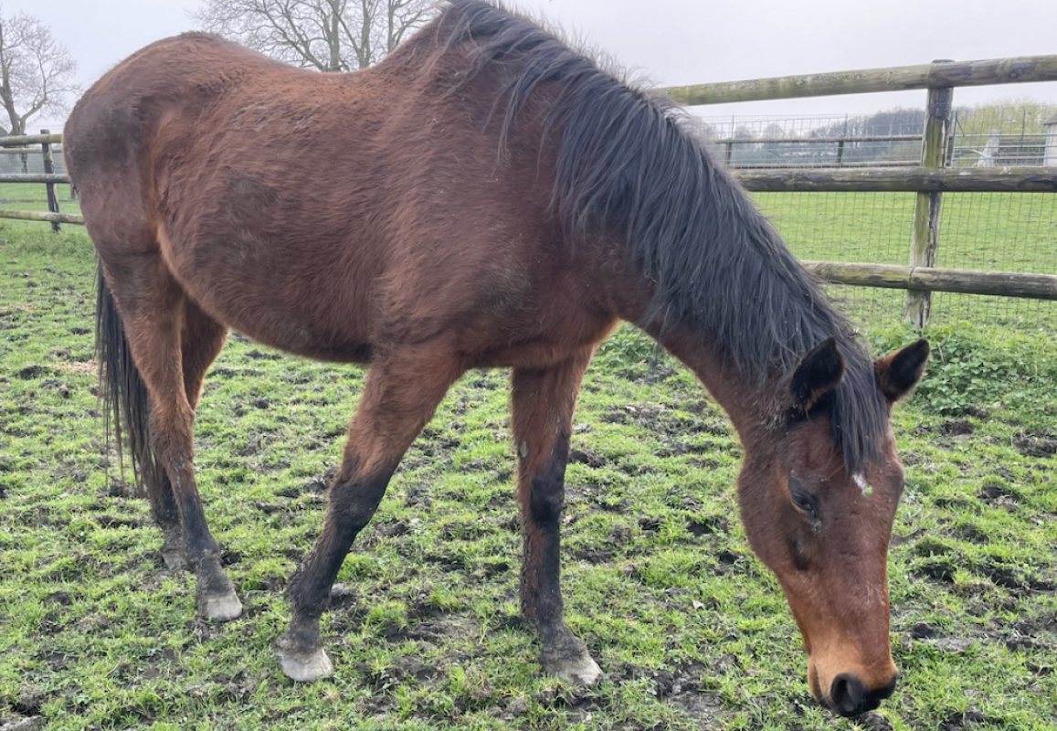 Patty dancer - Equidé Cheval à adopter