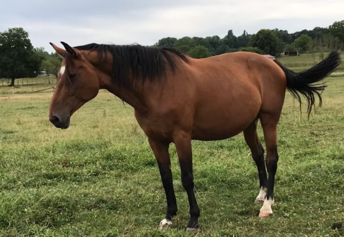 Passion - Equidé Cheval à adopter