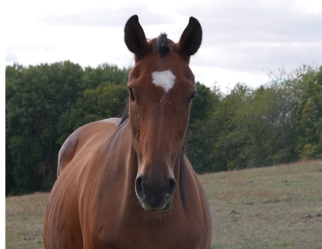 Passion - Equidé Cheval à adopter