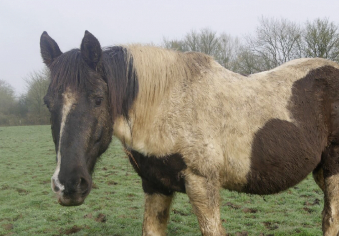 Pablo - Equidé Cheval à adopter