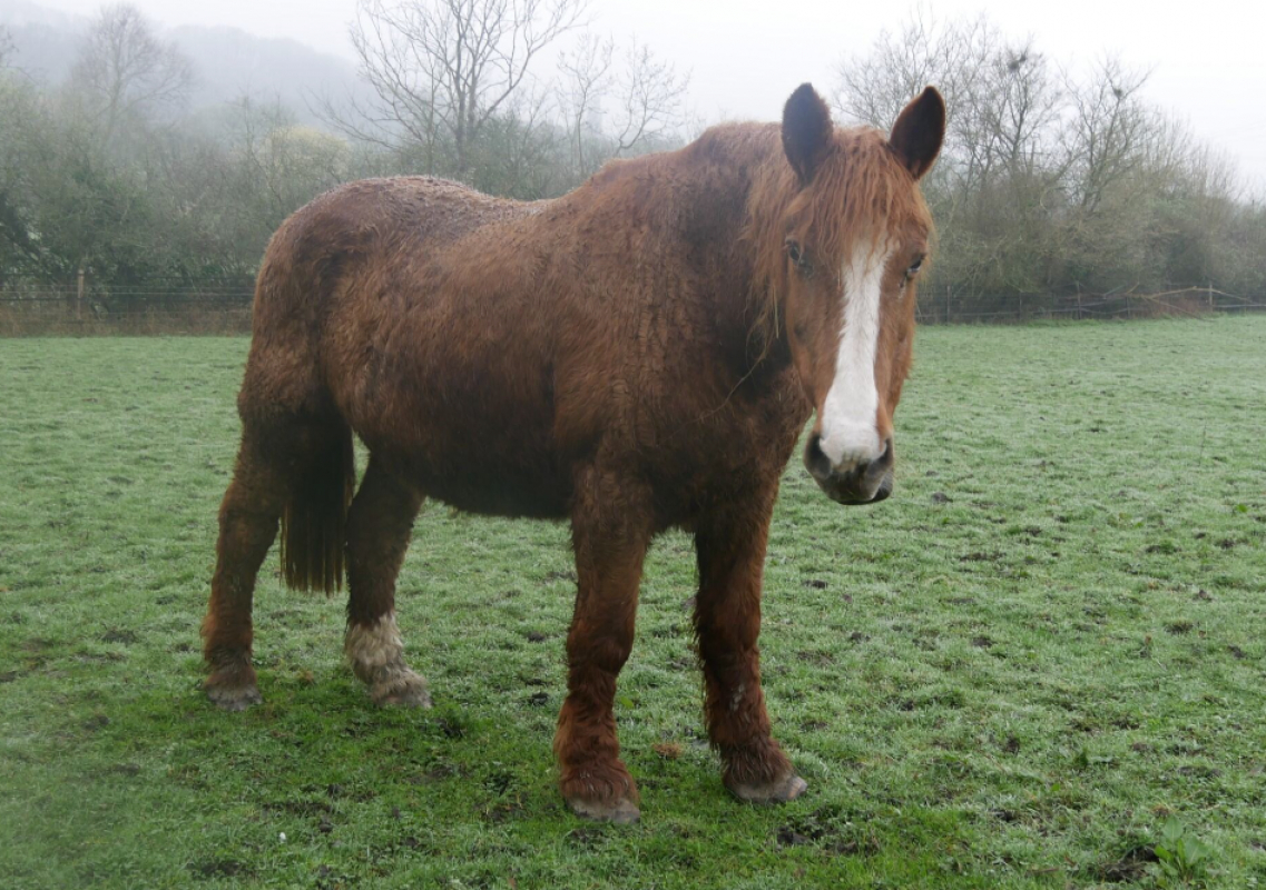 Ouplaboom de belnoe - Equidé Cheval à adopter