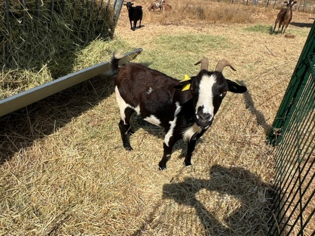 Becassine fr26100361025 - Animal de ferme Chèvre à adopter