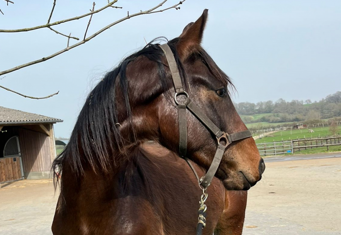 Otto - Equidé Cheval à adopter