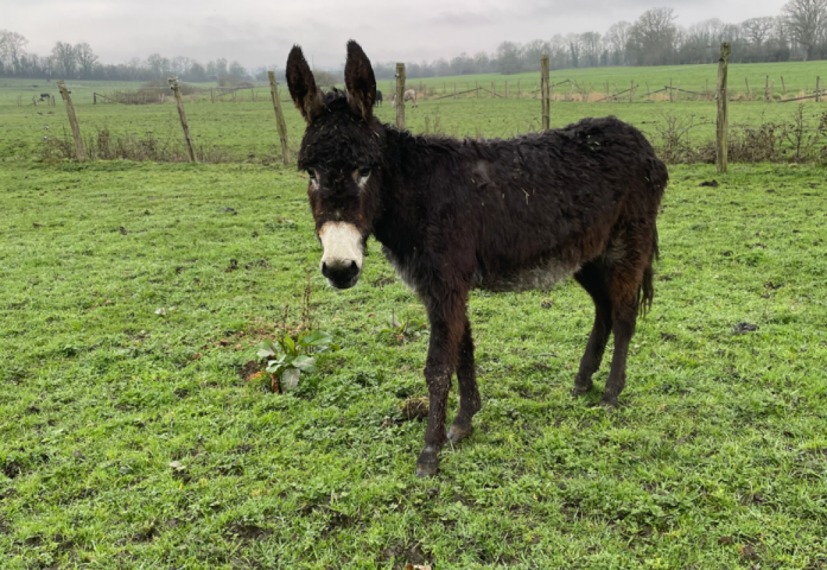 Oreal de belnoe - Equidé Ane à adopter