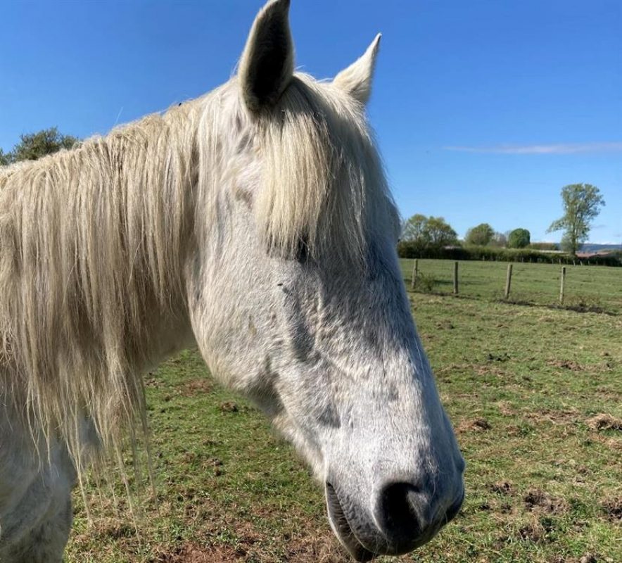 Nankor - Equidé Cheval à adopter
